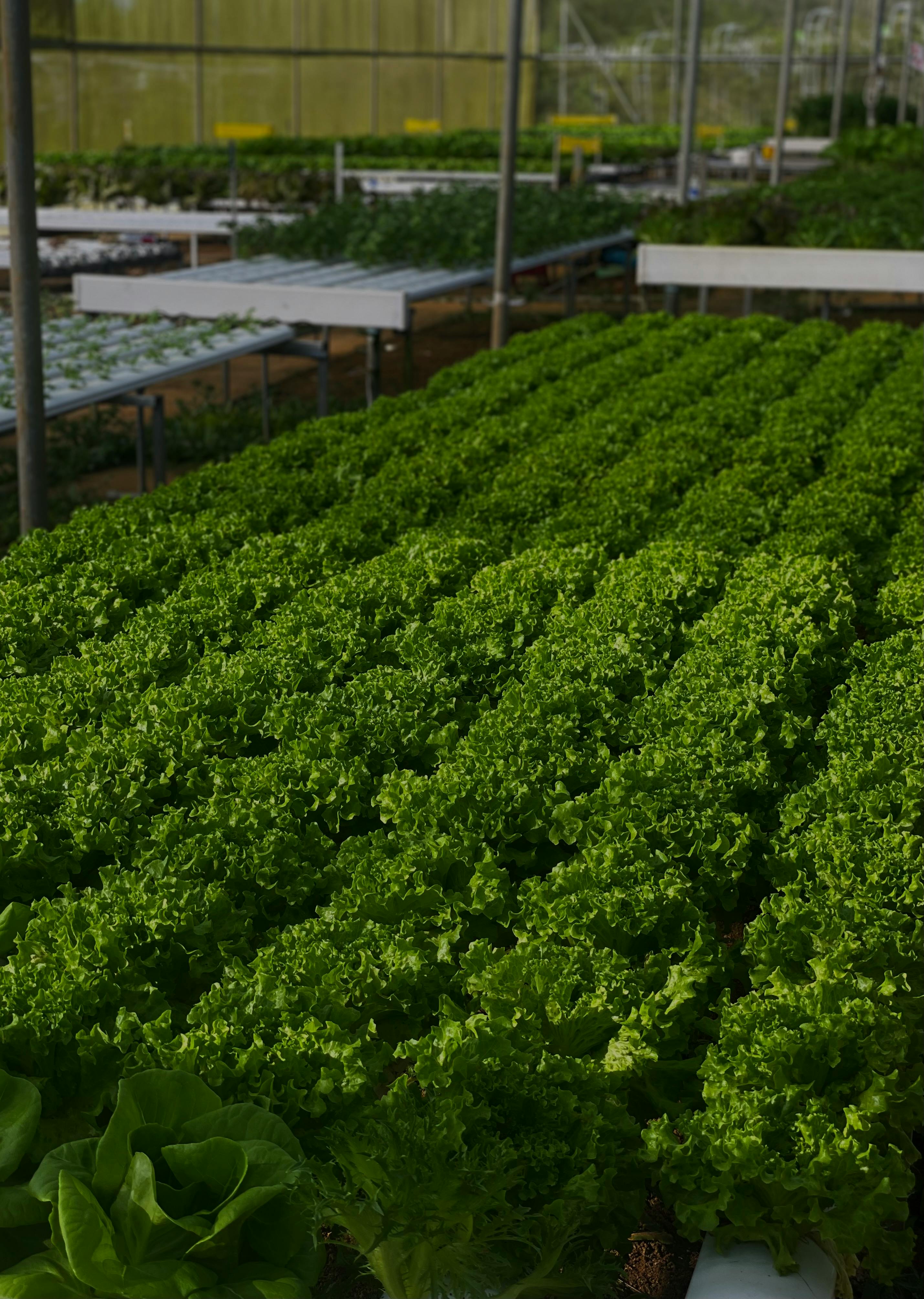 Food Futures